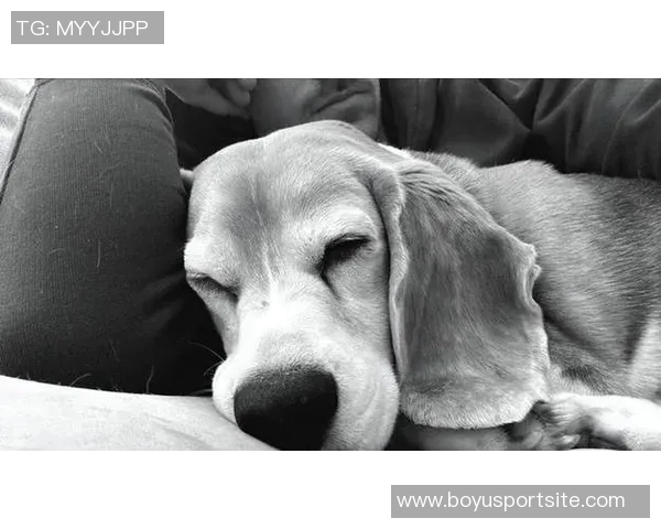 重金悬赏一万美元寻找拉姆塞走失爱犬希望尽快寻回爱宠